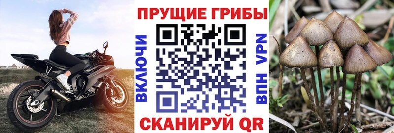 OMG маркетплейс  Чадан  Галлюциногенные грибы Magic Shrooms 